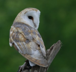 Barn Owl